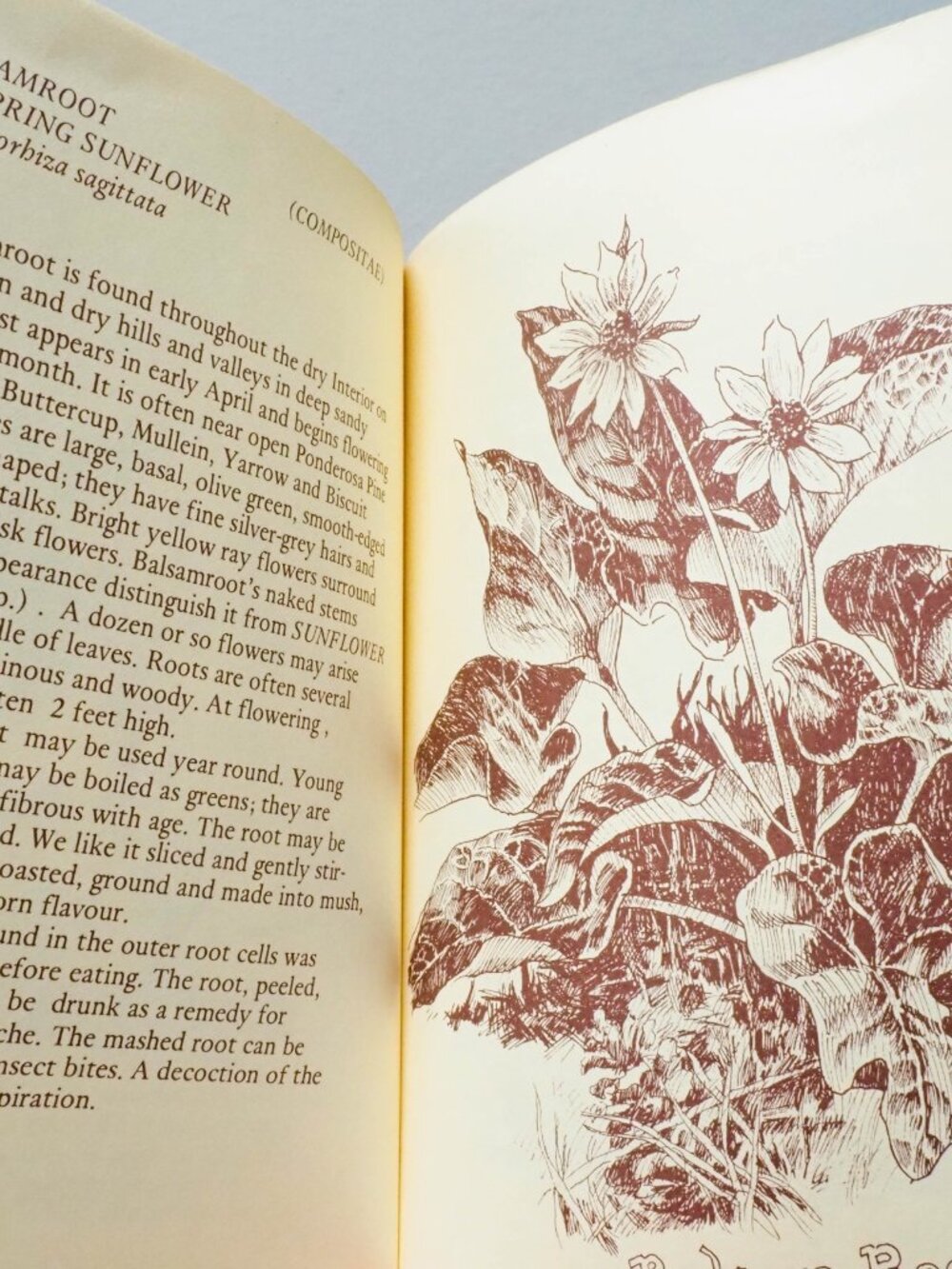 Some Useful Wild Plants - 1973 - David Manning - Vintage Foraging Guide - Picture 12 of 16
